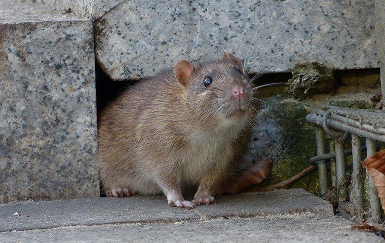 The Ultimate Guide to DIY Rat Removal Techniques