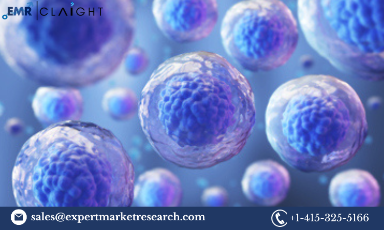 Stem Cell Assay Market Report 2024-2032