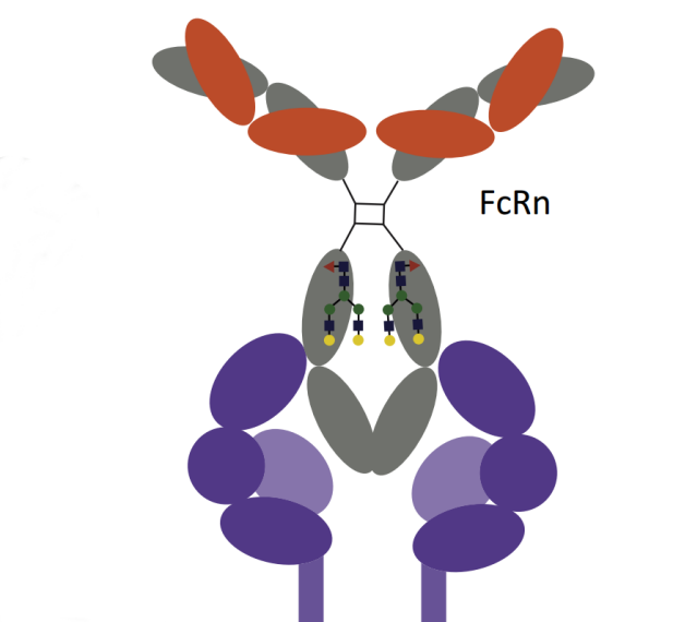 Structural Insights and Immune Evasion: How Plasmodium falciparum Manipulates IgM