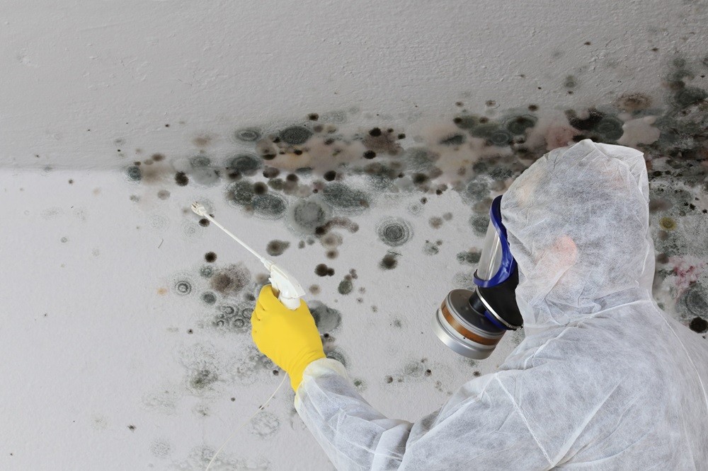 5 Common Types Of Mold And Their Risks