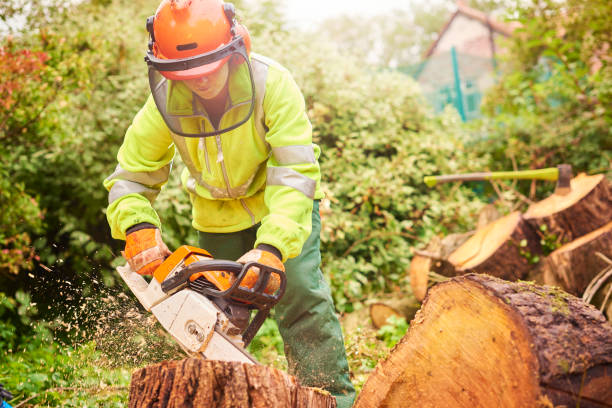 A Comprehensive Guide to Fort Collins Tree Service Ensuring Healthy and Beautiful Trees