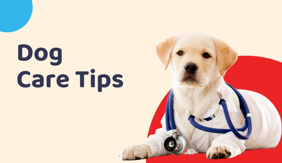 What Are FirstPostOfIndia Top Dog Care Tips for a Healthy Pup?