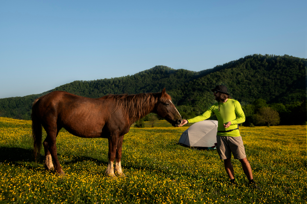 Supplement for Horses