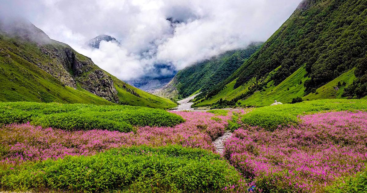 Explore the Enchanting Valley of Flowers: Your Ultimate Travel Guide