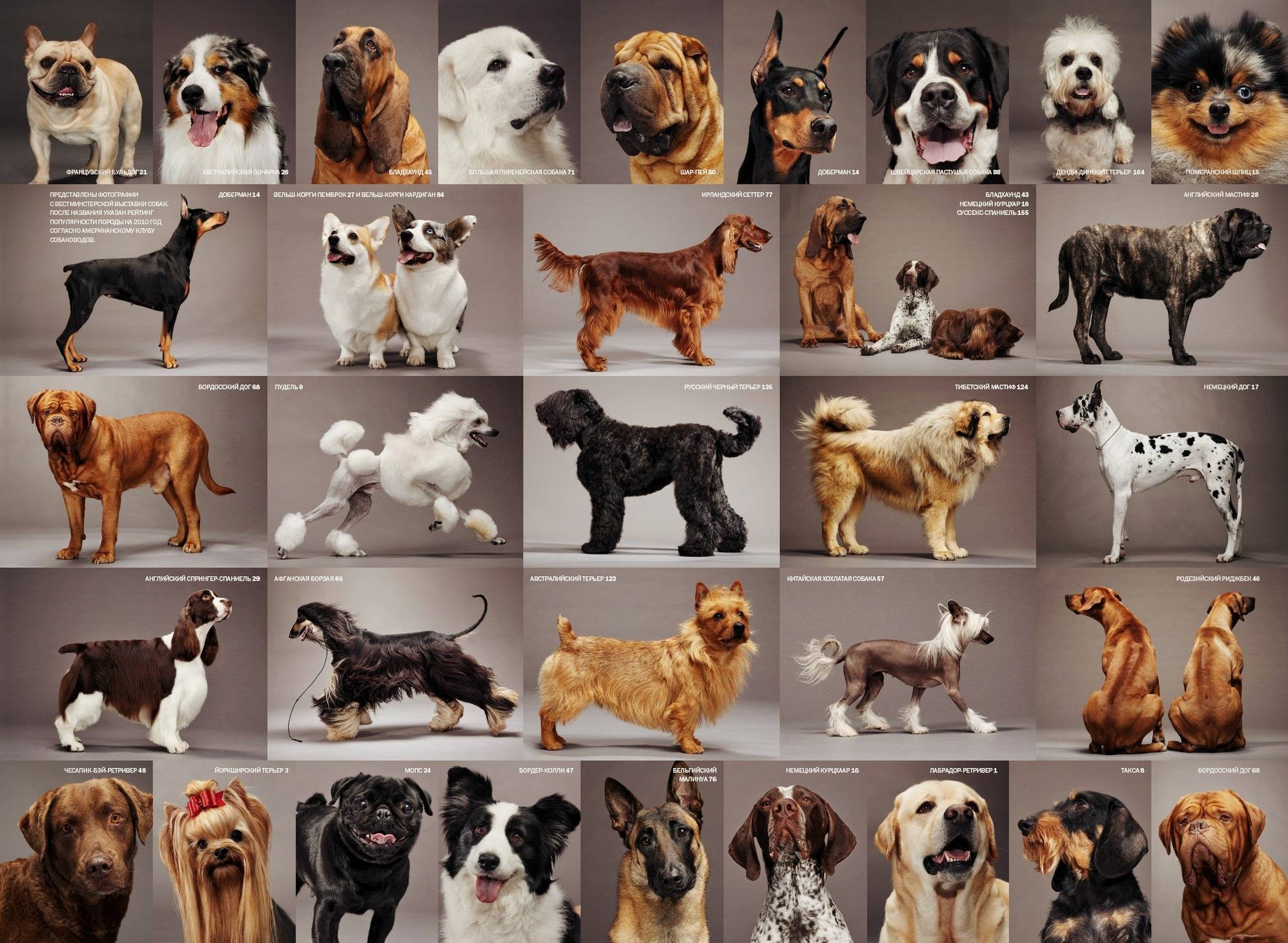 Dog Breeds in the UK A Comprehensive Guide to Popular Choices