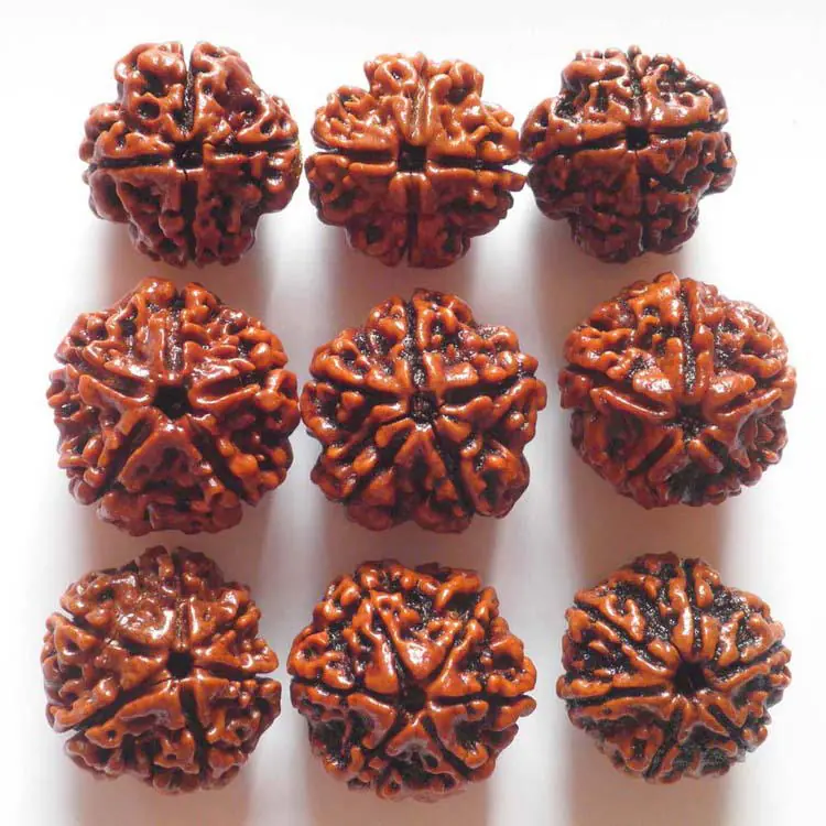 rudraksha