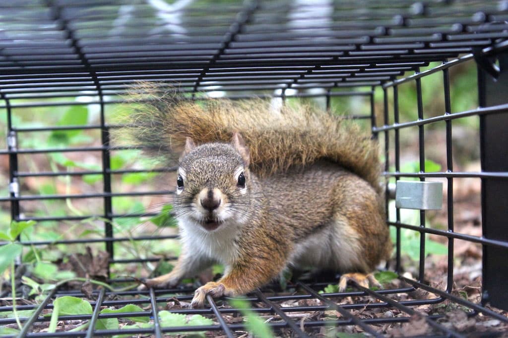 squirrel removal 1