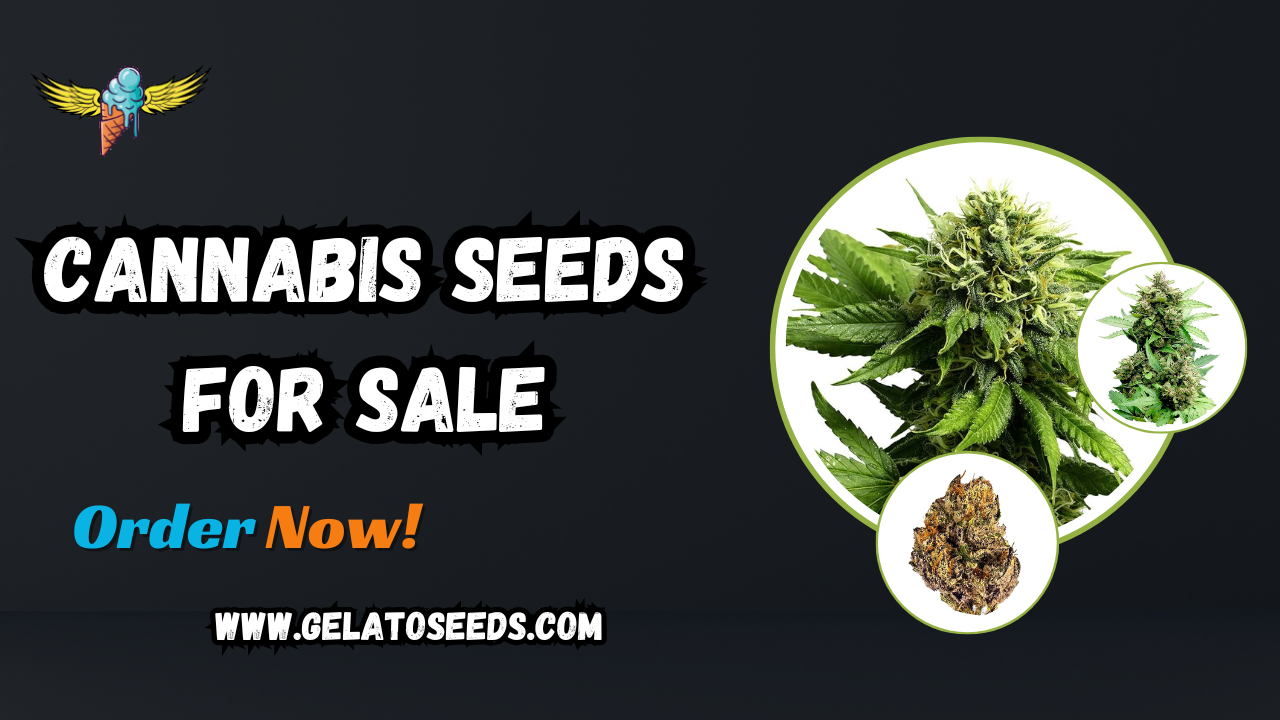 Cannabis Seeds For Sale