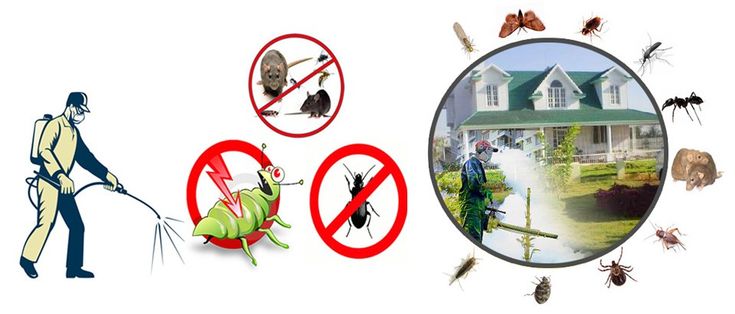 Pest Control Services