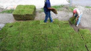 SOD-Replacement-San-Antonio-TX-1