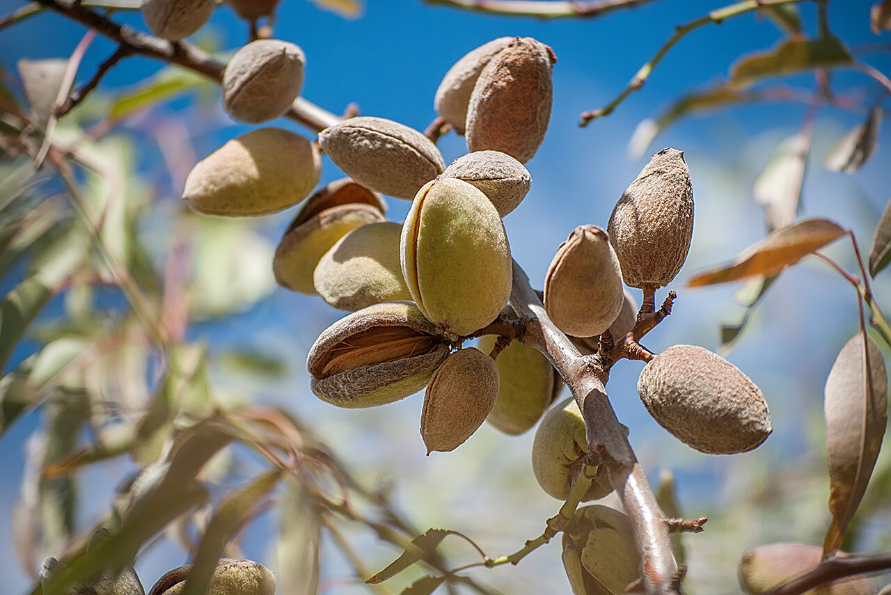 almond tree crop in oregon