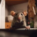 columbus ohio rat removal