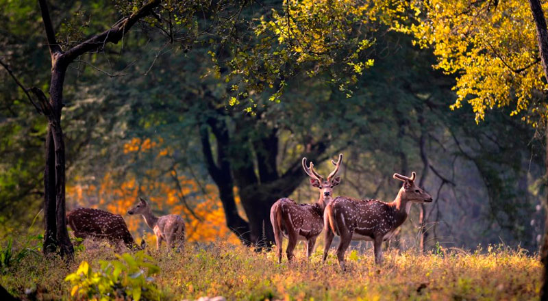 corbett-national-park