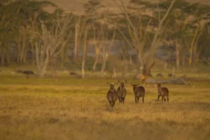 masai mara tour