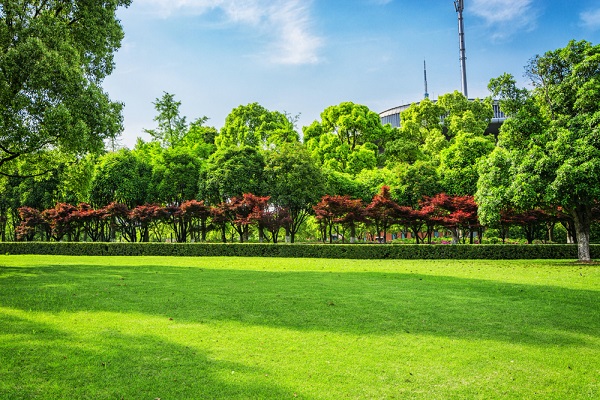 Lawn in Carrollton