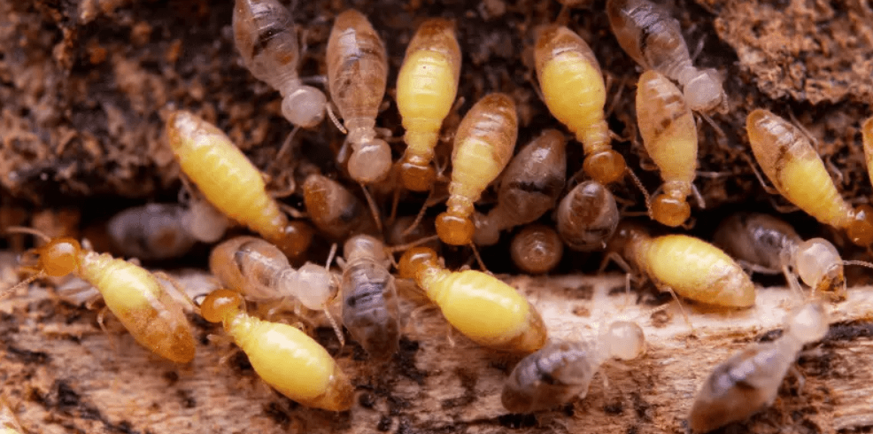 Comprehensive Guide to Termite Control in Toronto-min