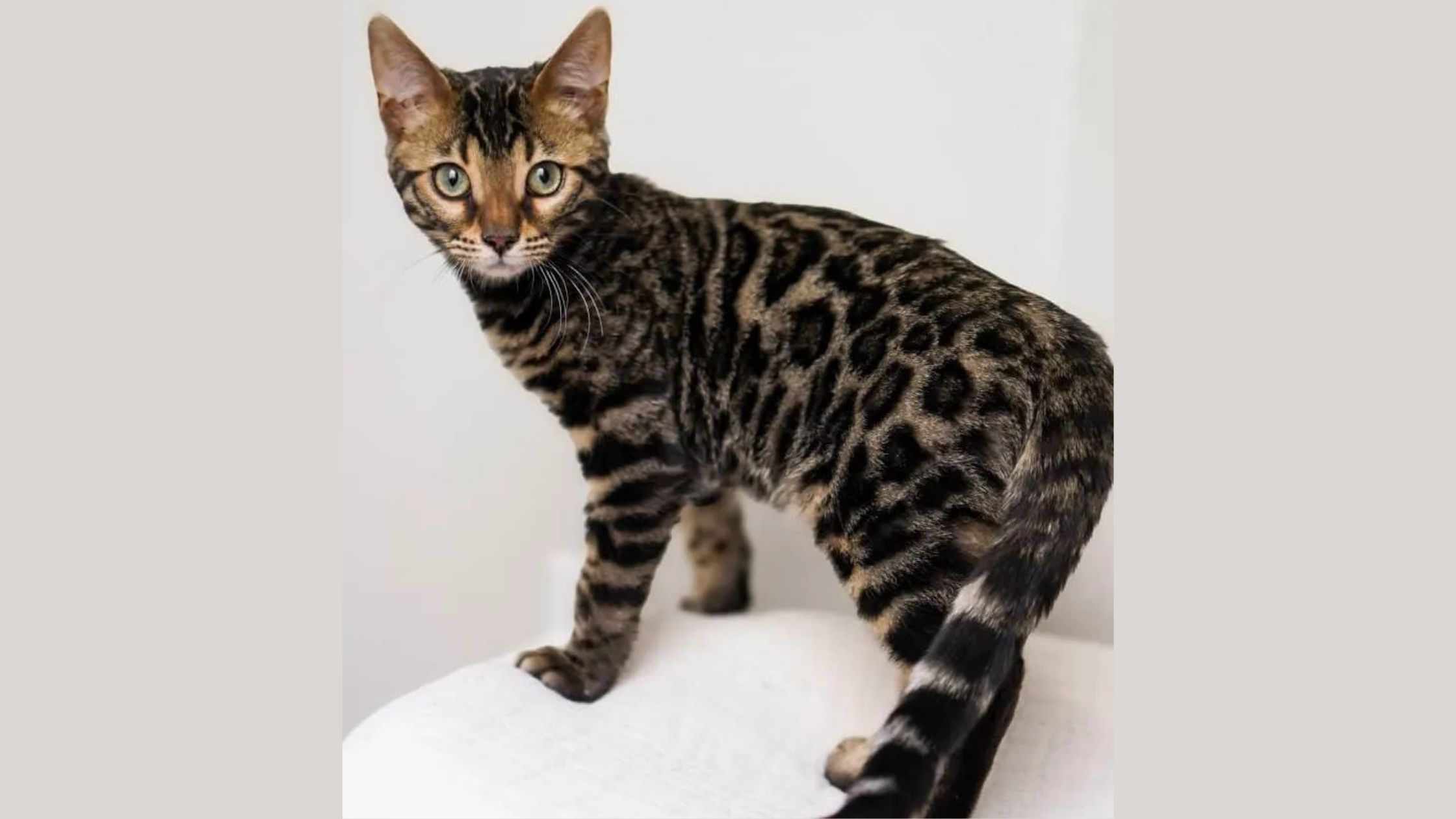 Discover the Allure of Brown Bengal Kittens for Sale