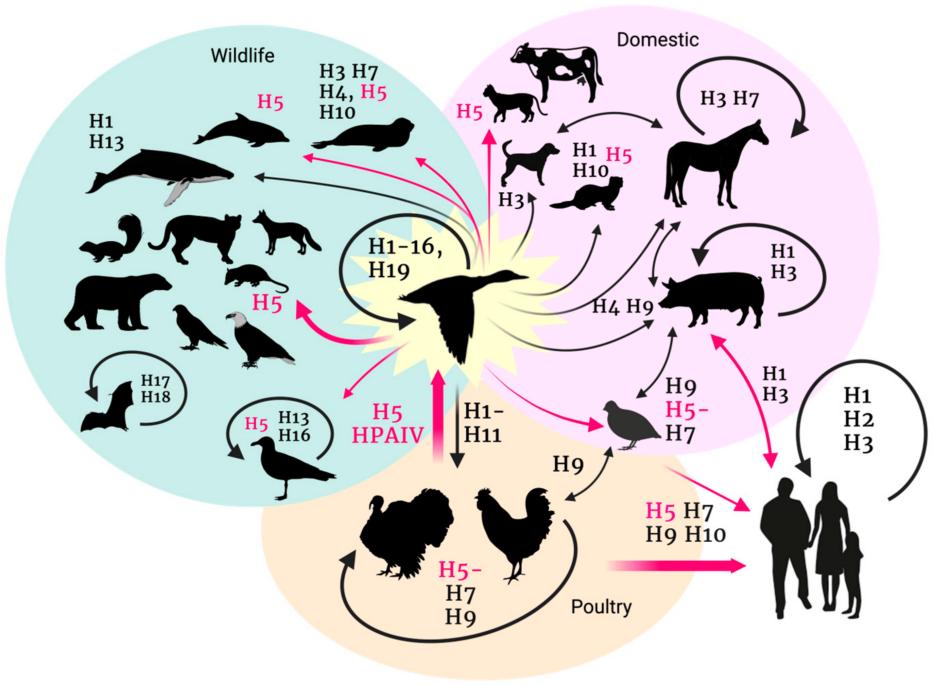 H5N1 Antibodies and Antigens