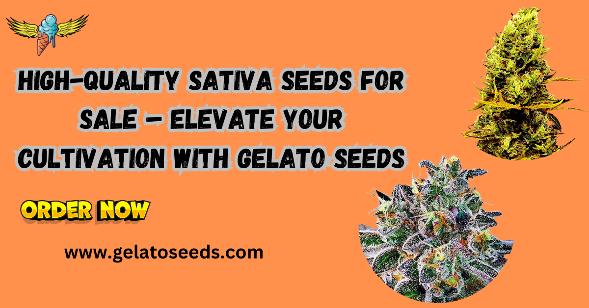 High-Quality Sativa Seeds for Sale – Elevate Your Cultivation with Gelato Seeds