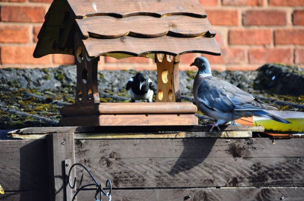 How to Keep Birds and Animals Out of Your Chimney