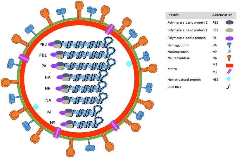 Influenza A Virus Mouse Model