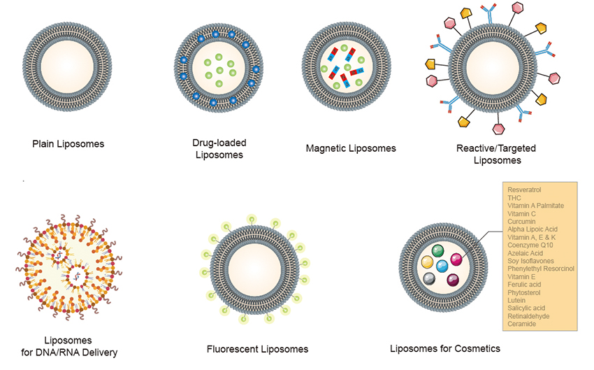 Liposomes for Food