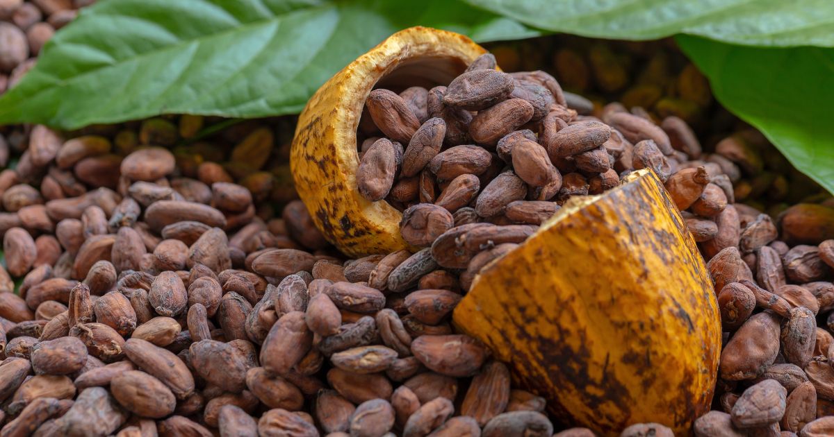 Descubriendo el Sabor: Análisis del Mercado de Cacao en México