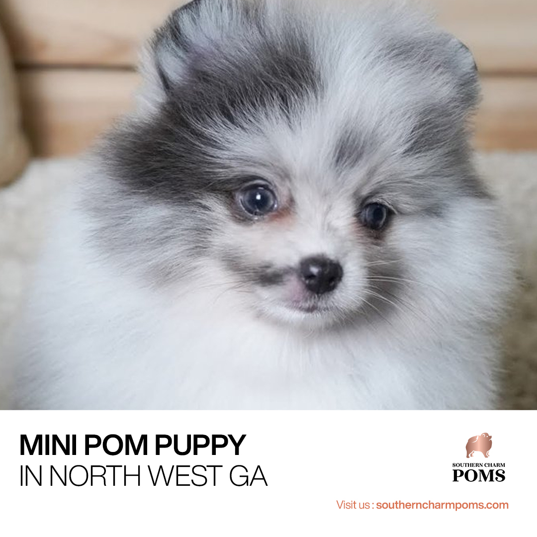 Mini Pom Puppy in North West GA