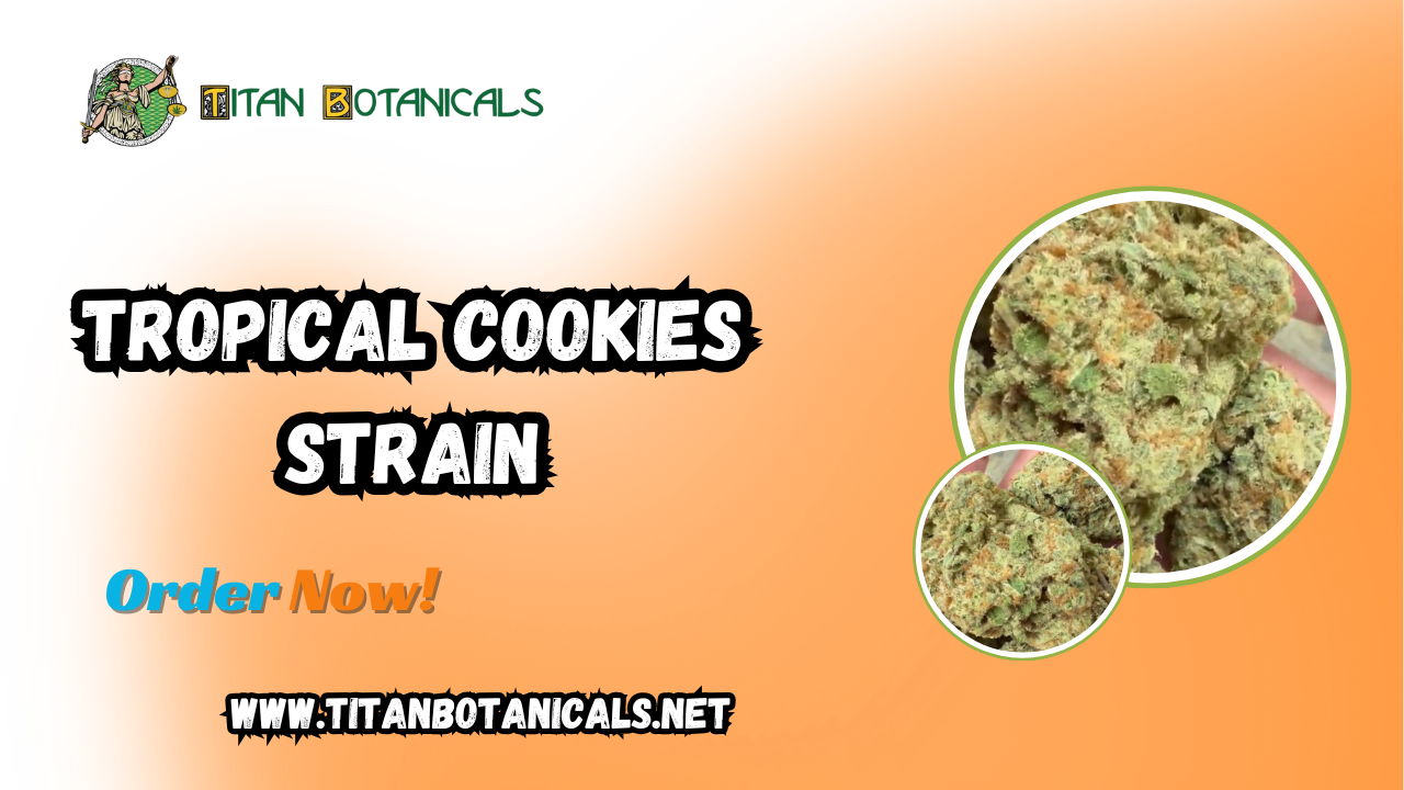 Elevate Your Experience with Tropical Cookies Strain