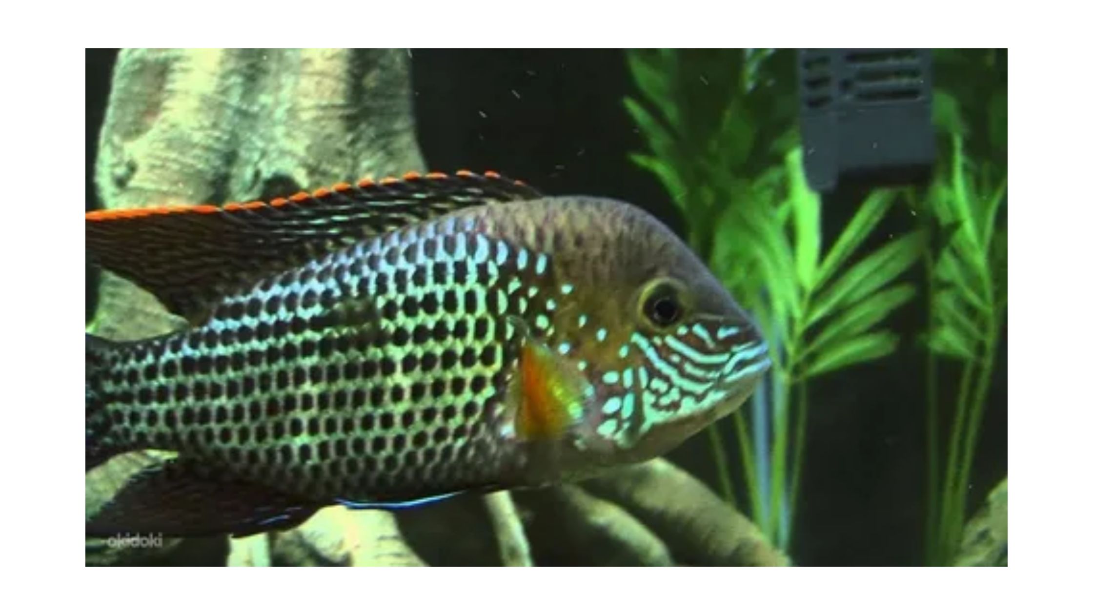 What Are the Care Requirements for Green Terror Cichlids After Purchase