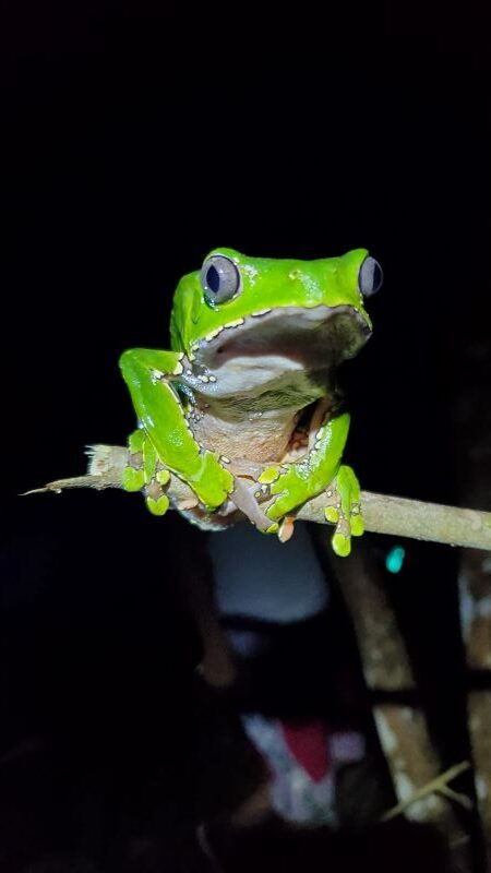 frog detox in Phoenix, Arizona