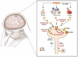 pituitary hormones