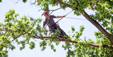 tree surgeons in Scotland