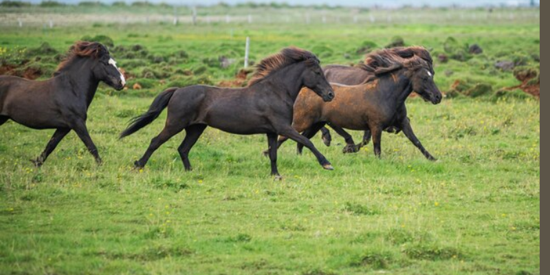 liquid glucosamine for horses