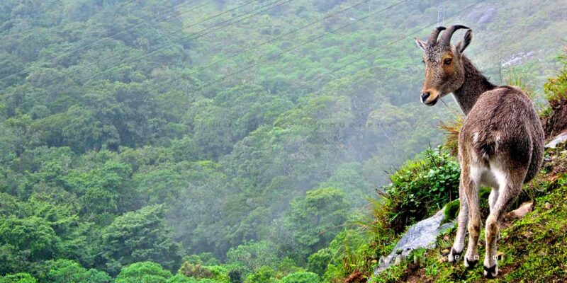 Eravikulam National Park