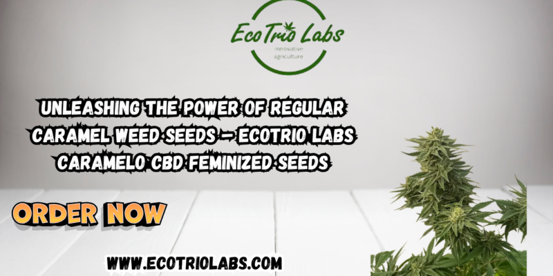 Unleashing the Power of Regular Caramel Weed Seeds – Ecotrio Labs Caramelo CBD Feminized Seeds