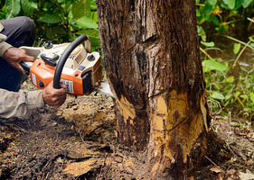 a man cutting tree with cutter