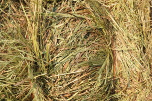 Brome Grass Hay