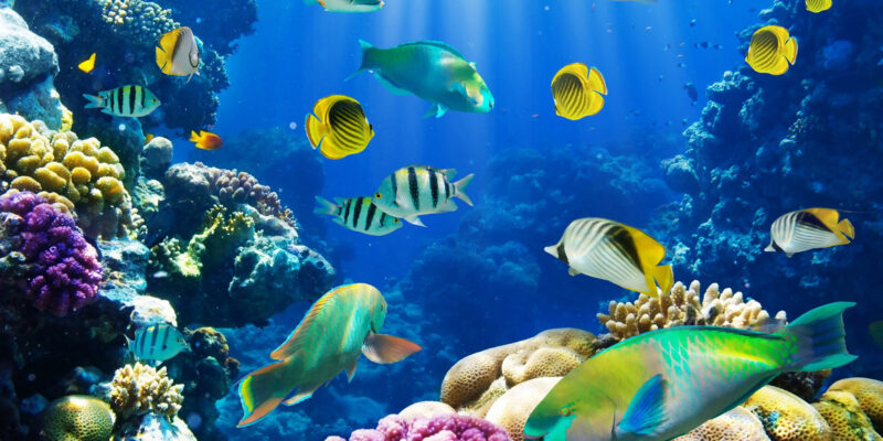 Desktop-fish-wallpapers-HD