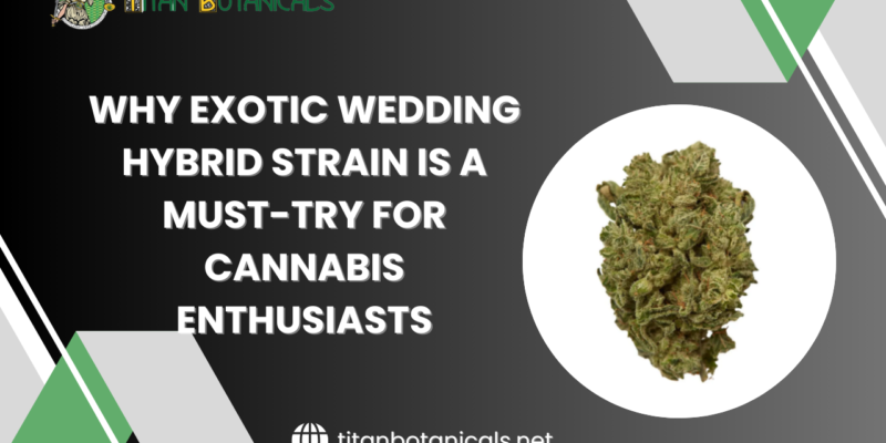 Why Exotic Wedding Hybrid Strain is a Must-Try for Cannabis Enthusiasts