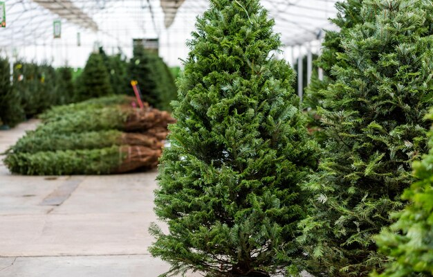 beautiful-fresh-cut-christmas-trees-christmas-tree-farm_198639-23142.jpg (JPEG Image 626 × 417 pixels)