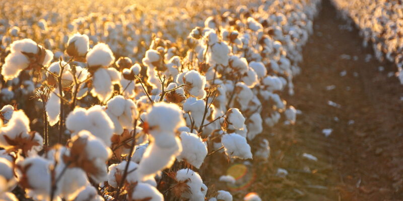 Cotton_field_kv17-wikimedia