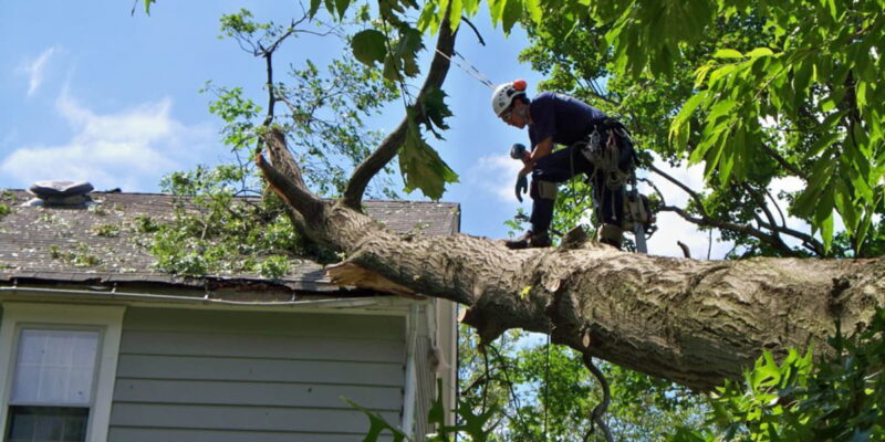 Emergency-tree-service