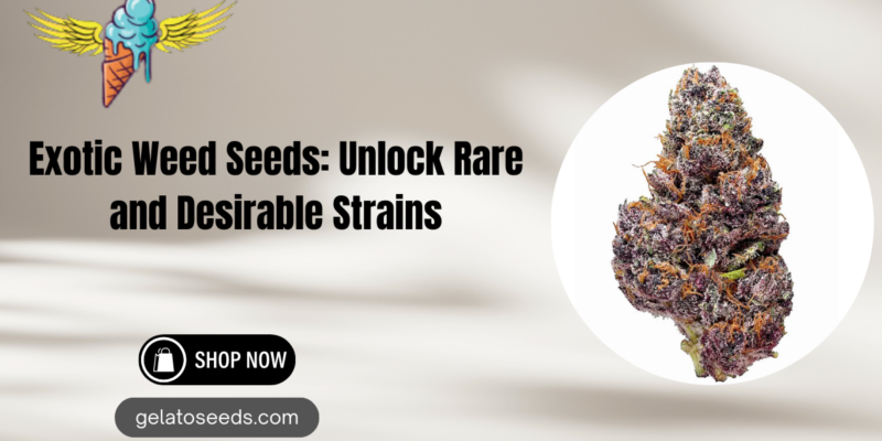 Exotic Weed Seeds Unlock Rare and Desirable Strains