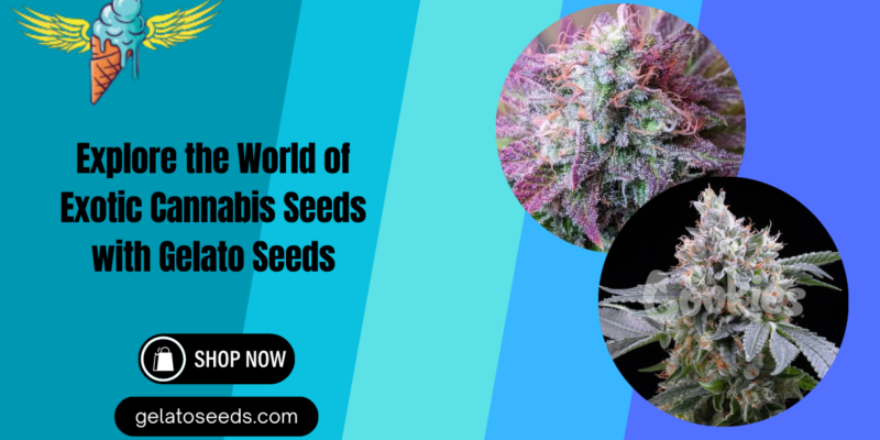 Explore the World of Exotic Cannabis Seeds with Gelato Seeds