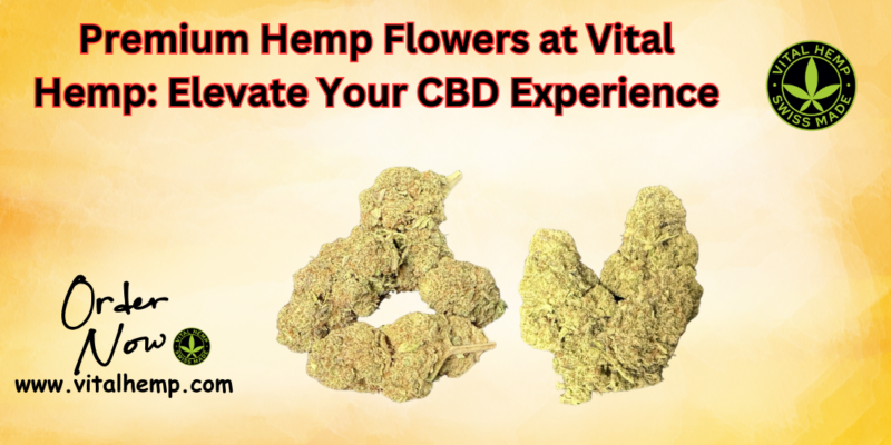 Premium Hemp Flowers at Vital Hemp Elevate Your CBD Experience