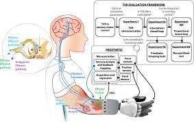 Reduced Spinal Excitability on Motor Reflexes