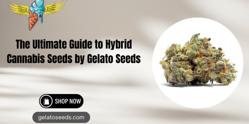 The Ultimate Guide to Hybrid Cannabis Seeds by Gelato Seeds