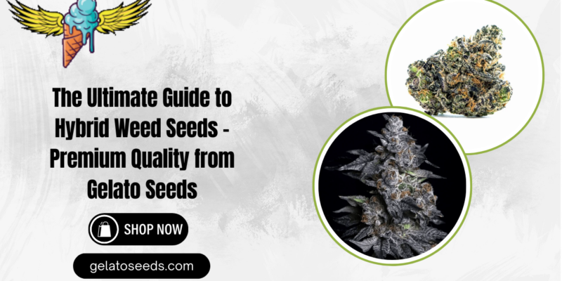 The Ultimate Guide to Hybrid Weed Seeds – Premium Quality from Gelato Seeds