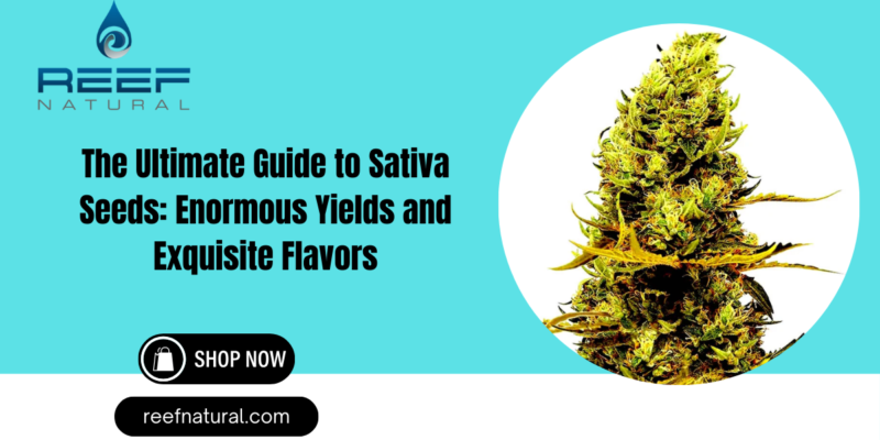 The Ultimate Guide to Sativa Seeds Enormous Yields and Exquisite Flavors